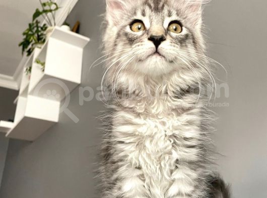 Mainecoon Silver Dişi Secereli Ve Faturalı görsel
