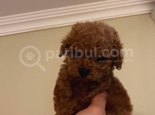 Irk Garantili Poodle Yavrularımız görsel
