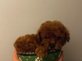 Irk Garantili Poodle Yavrularımız