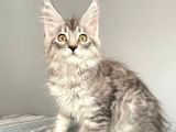 Mainecoon Silver Dişi Secereli Ve Faturalı