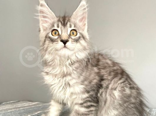 Mainecoon Silver Dişi Secereli Ve Faturalı görsel