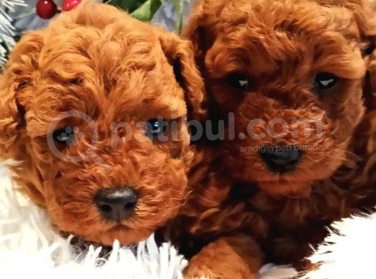 Safkan Aa Kalite Toy Poodle Yavrular