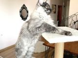 Mainecoon Blacksmoke Erkek Secereli Ve Faturalı