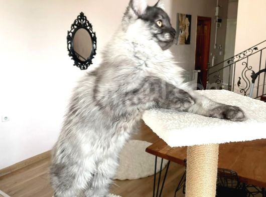 Mainecoon Blacksmoke Erkek Secereli Ve Faturalı görsel