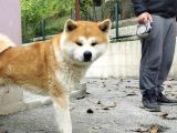 Safkan Fcı Kıf Secereli Akita Inu Yavruları Japonya Kan Hattı