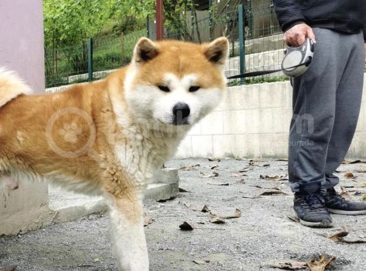 Safkan Fcı Kıf Secereli Akita Inu Yavruları Japonya Kan Hattı görsel