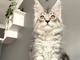 Mainecoon Silver Dişi Secereli Ve Faturalı