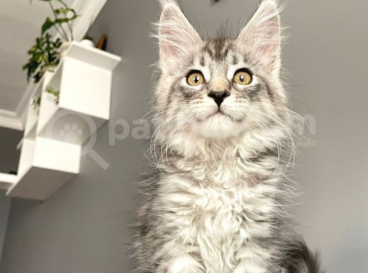 Mainecoon Silver Dişi Secereli Ve Faturalı görsel
