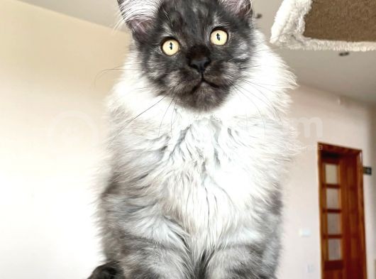 Mainecoon Blacksmoke Erkek Secereli Ve Faturalı görsel