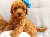 Safkan Aa Kalite Toy Poodle Yavrular