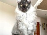 Mainecoon Blacksmoke Erkek Secereli Ve Faturalı