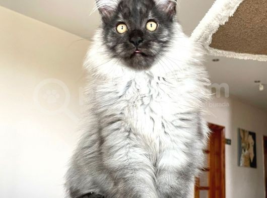 Mainecoon Blacksmoke Erkek Secereli Ve Faturalı görsel