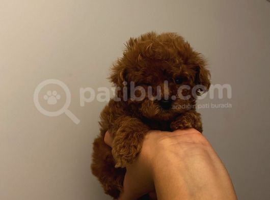 Irk Garantili Poodle Yavrularımız görsel