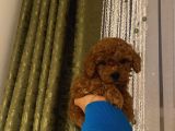 Irk Garantili Poodle Yavrularımız