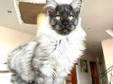 Mainecoon Blacksmoke Erkek Secereli Ve Faturalı