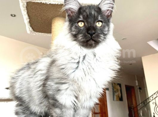 Mainecoon Blacksmoke Erkek Secereli Ve Faturalı görsel