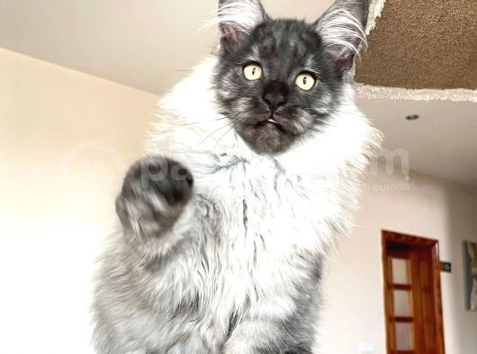 Mainecoon Blacksmoke Erkek Secereli Ve Faturalı
