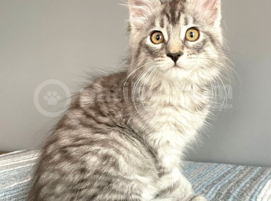 Mainecoon Silver Dişi Secereli Ve Faturalı