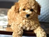 Çok Sevi̇mli̇ Poodle Yavrulari Yeni̇ Dostlarini Bekli̇yor