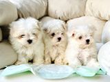 Tea Cup Maltese Terri̇er Yavrulari Orji̇nal
