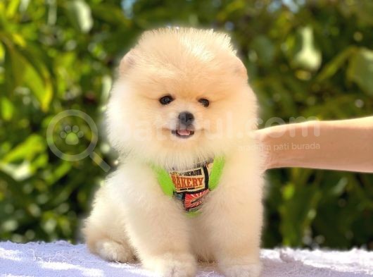 Pomeranian Boo Teddy Bear görsel