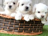 Maltese Terrier Yavruları