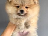 Yakışıklı Pomeranian Boo Erkek Yavrular