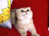 Panda Surat Scottish Fold Erkek Yavru