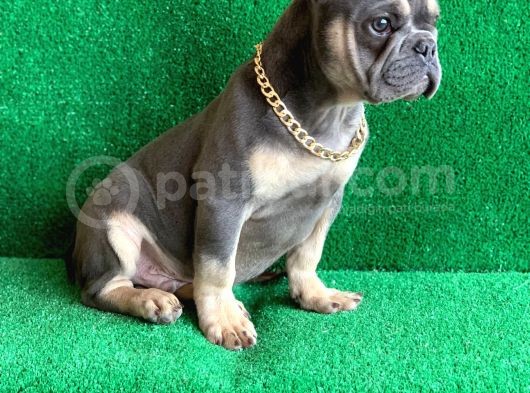 Fluffy Taşiyicili Dna Raporlu Erkek Li̇lac Tan French Bulldog görsel