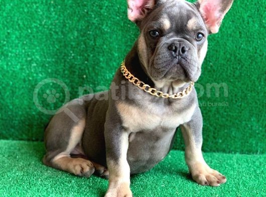 Fluffy Taşiyicili Dna Raporlu Erkek Li̇lac Tan French Bulldog