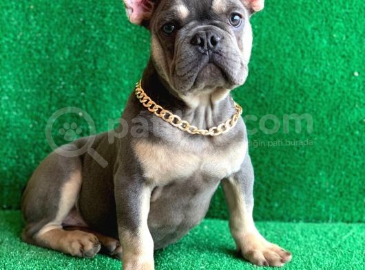 Fluffy Taşiyicili Dna Raporlu Erkek Li̇lac Tan French Bulldog görsel