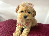 Mini Boy Maltipoo Yavrularimiz