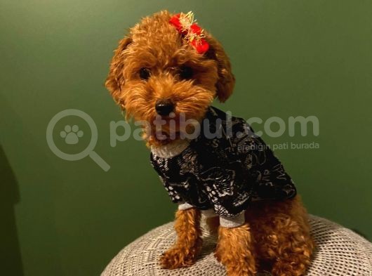 Orji̇nal Toy Poodle Yavrular görsel