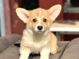 Turkiyede Tek Disi Erkek Corgi Bebekler