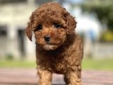 Mini Boy Sevimli Poodle Bebekler