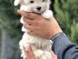 Morkie Bebeğim