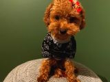 Orji̇nal Toy Poodle Yavrular