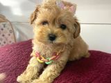 Mini Boy Maltipoo Yavrularimiz