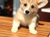 Turkiyede Tek Disi Erkek Corgi Bebekler