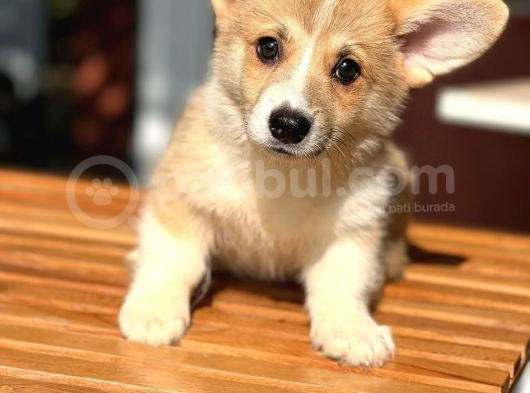 Turkiyede Tek Disi Erkek Corgi Bebekler görsel