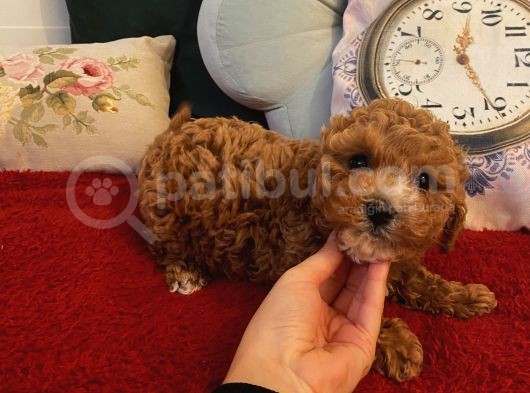 İnstagram Fenomeni Karamel’in Bebekleriiii görsel