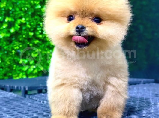 Safkan Pomeranian Boo görsel