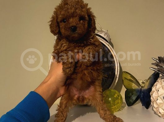 İnstagram Fenomeni Karamel’in Bebekleriiii
