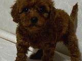 Orji̇nal Toy Poodle Yavrular