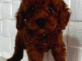 Orji̇nal Toy Poodle Yavrular