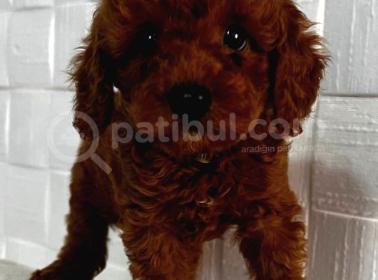 Orji̇nal Toy Poodle Yavrular görsel