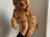 İnstagram Fenomeni Karamel’in Bebekleriiii