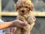 Çok Sevi̇mli̇ Poodle Yavrulari Yeni̇ Dostlarini Bekli̇yor
