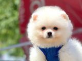 Bi̇r Bi̇ri̇nden  Güzel Ve Sevi̇mli̇ Pomerani̇an Boo Yavru Köpekler