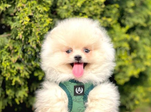 Bi̇r Bi̇ri̇nden  Güzel Ve Sevi̇mli̇ Pomerani̇an Boo Yavru Köpekler görsel